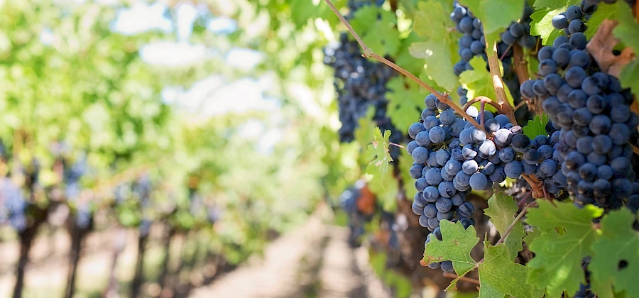 Dalla Vigna al Cloud. Trasforma la tua impresa o cantina in un’eccellenza digitale e sostenibile.