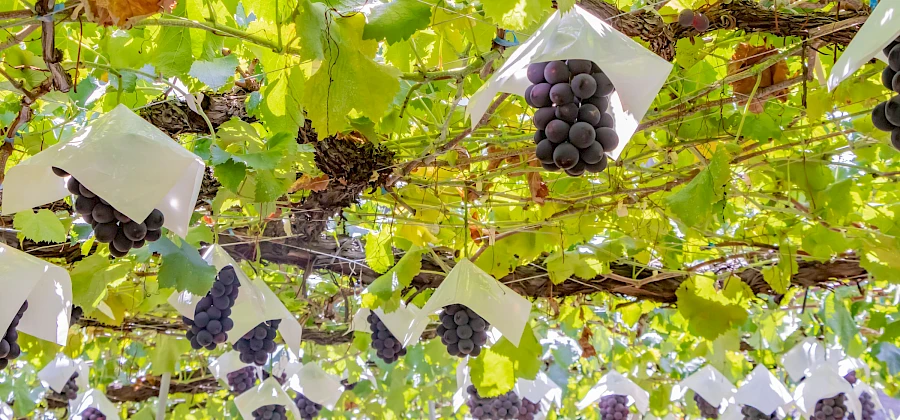 Uva da tavola, la Puglia che innova